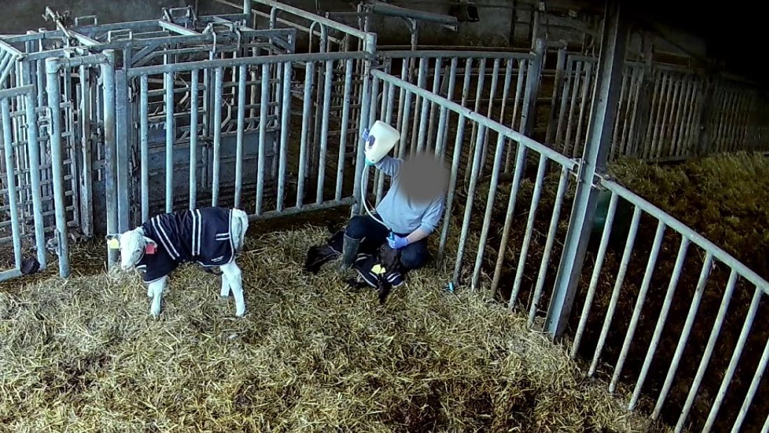 A worker at Home Farm tube feeds a calf