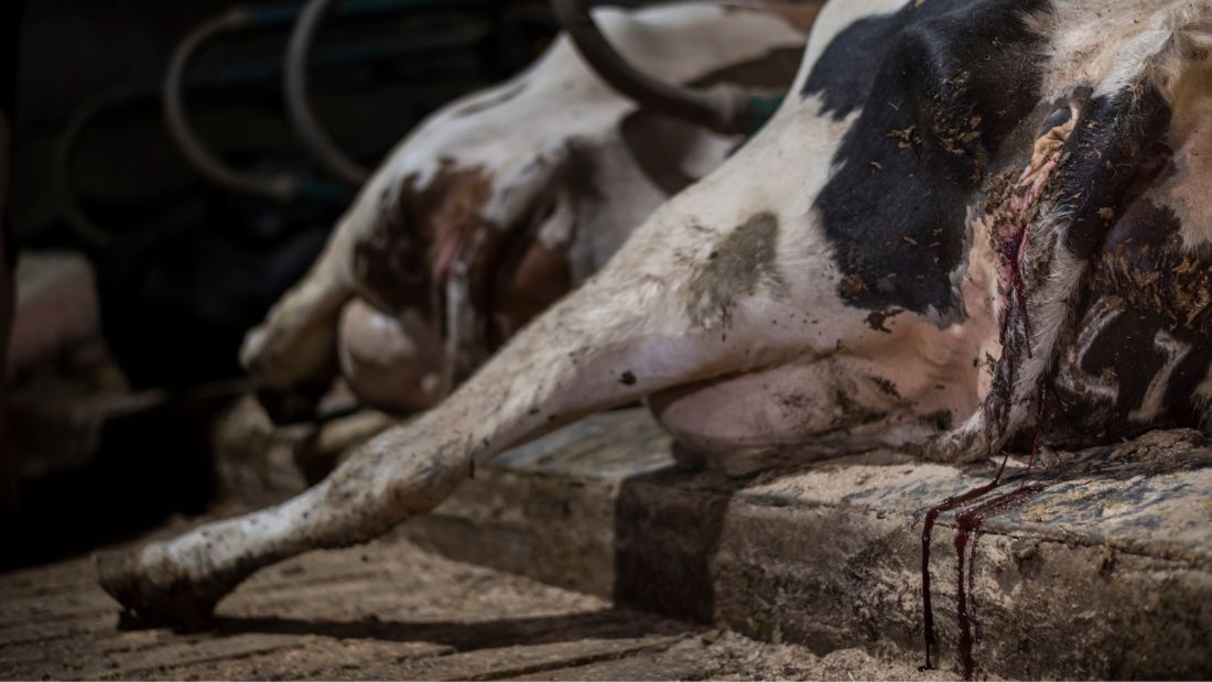 Bleeding cow in cubicle at Home Farm