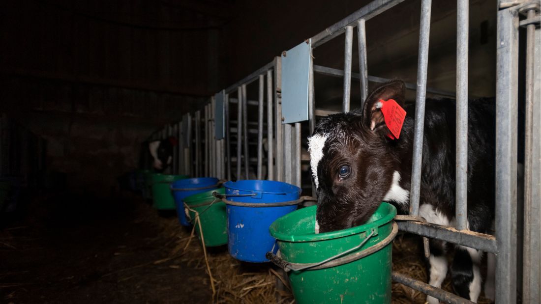 Calves isolated in pens at Home Farm