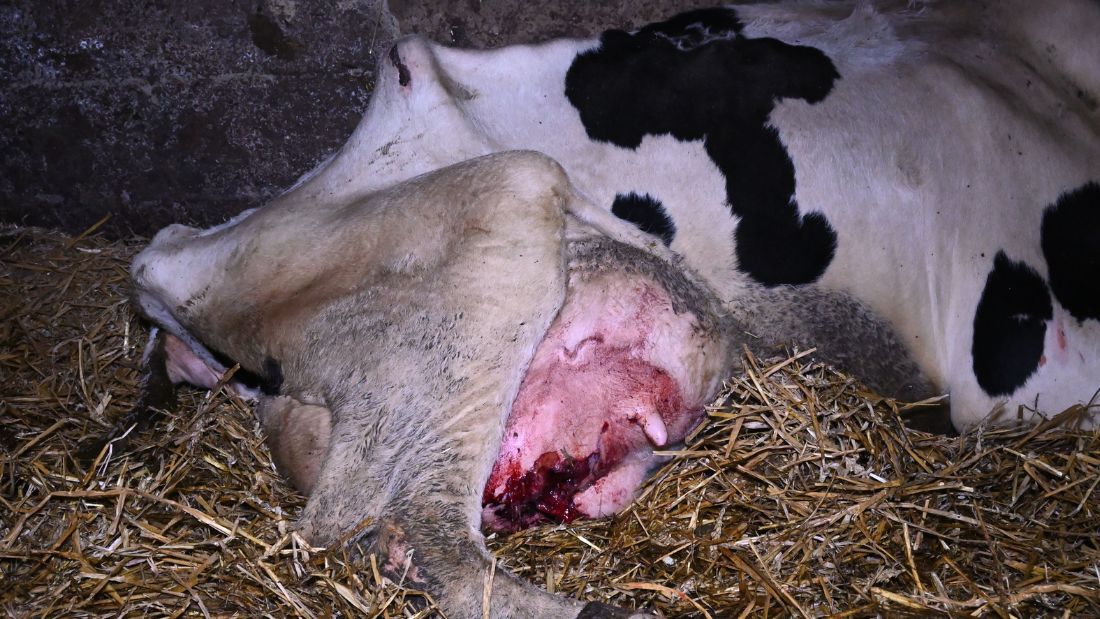 Close up of burst udder on cow at Home Farm