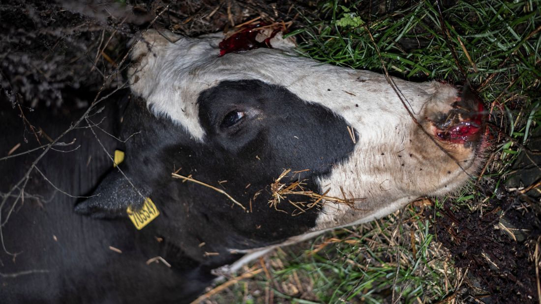 Close up of dead cow at Home Farm