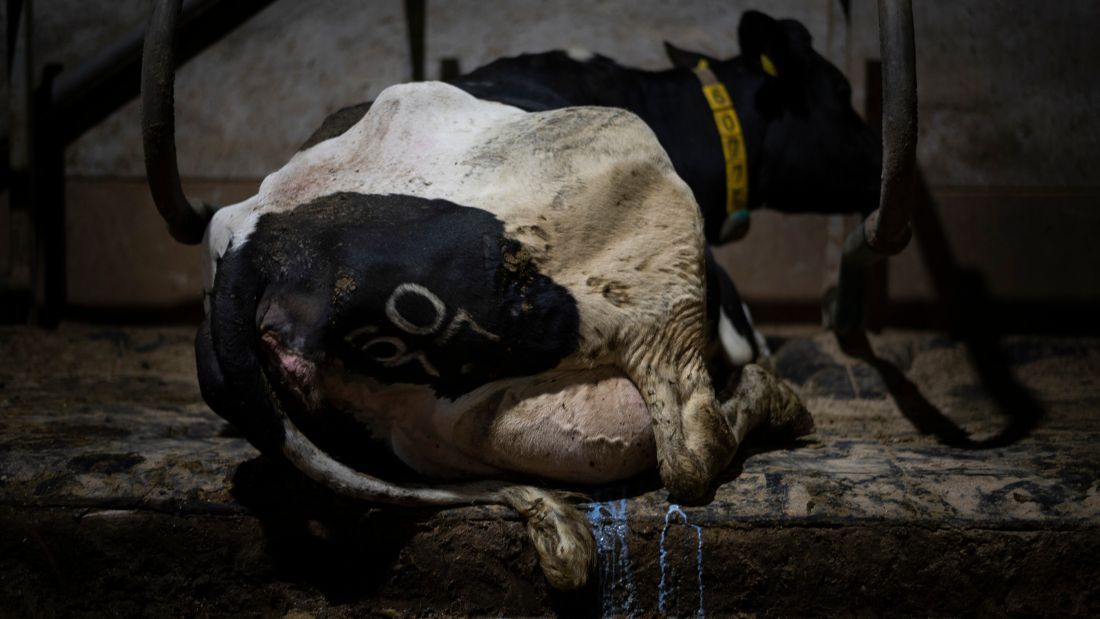 Cow leaking milk from large udder at Home Farm