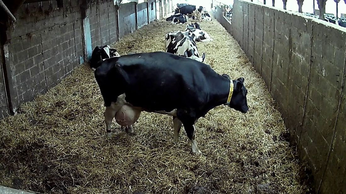 Cow was severely distended udder at Home Farm
