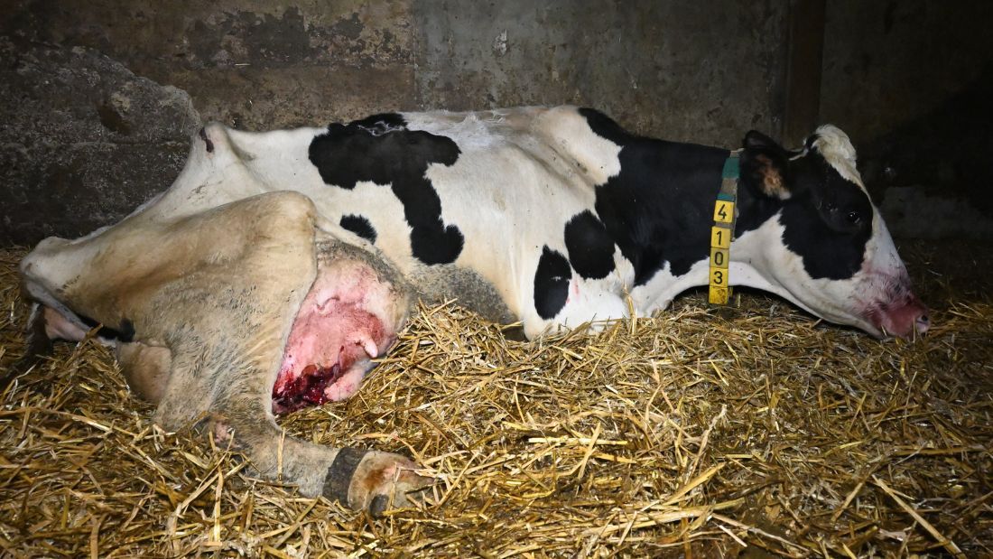 Cow with burst udder and bloody face at Home Farm