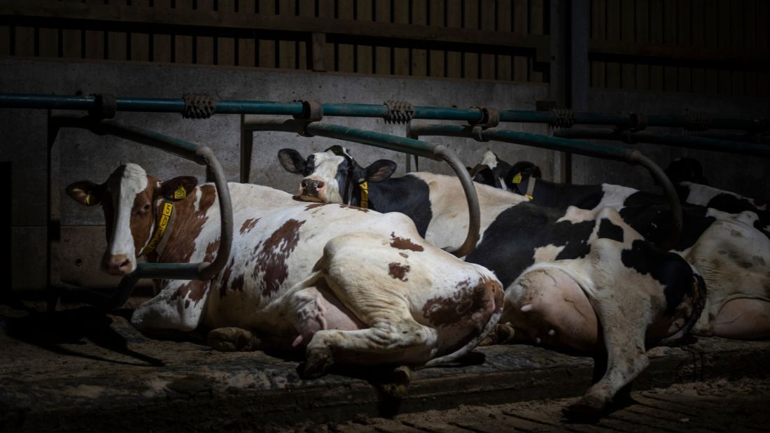 Cows lying in cubicles at Home Farm