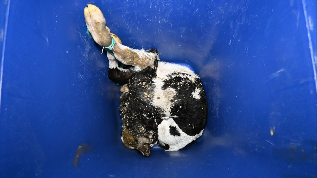 Dead calf in wheelie bin at Home Farm