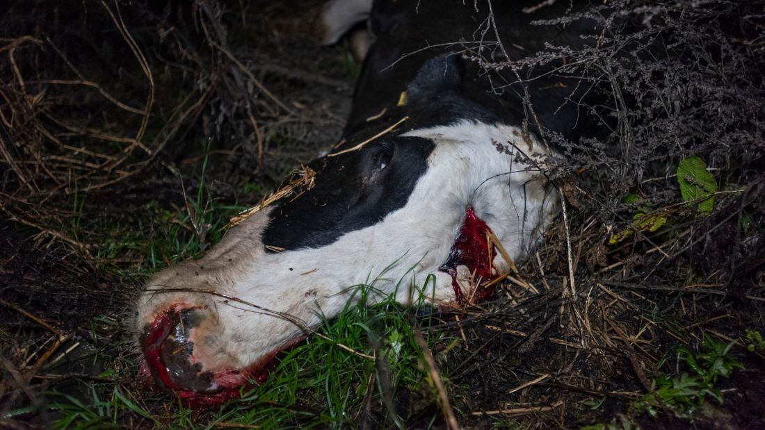 Dead cow with gunshot wound at Home Farm