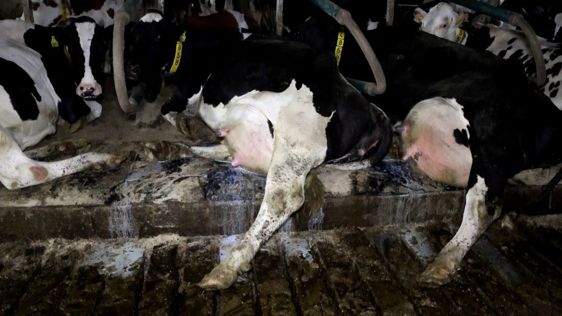 Milk pools under cows at Home Farm