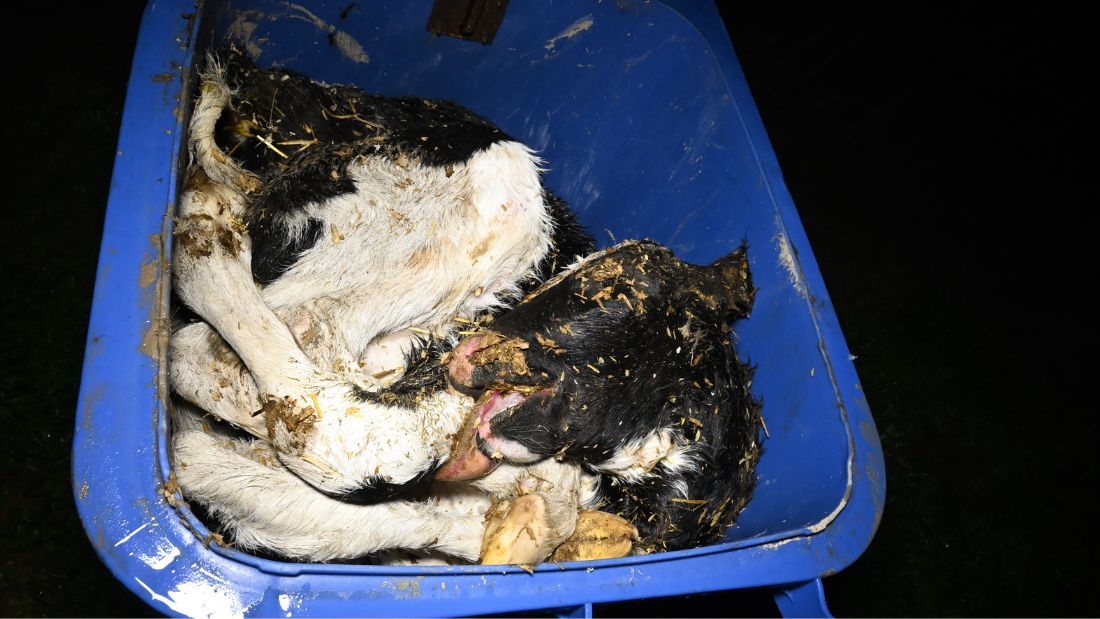Wheelie bin full of dead calves at Home Farm