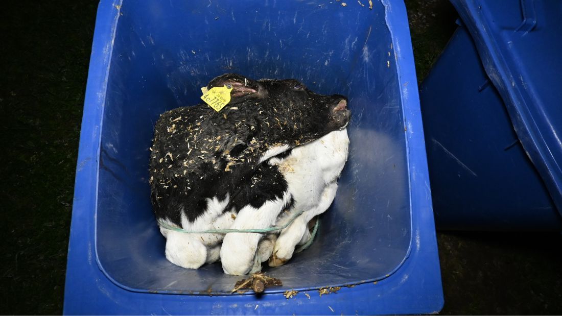 Wheelie bin of dead calves at Home Farm