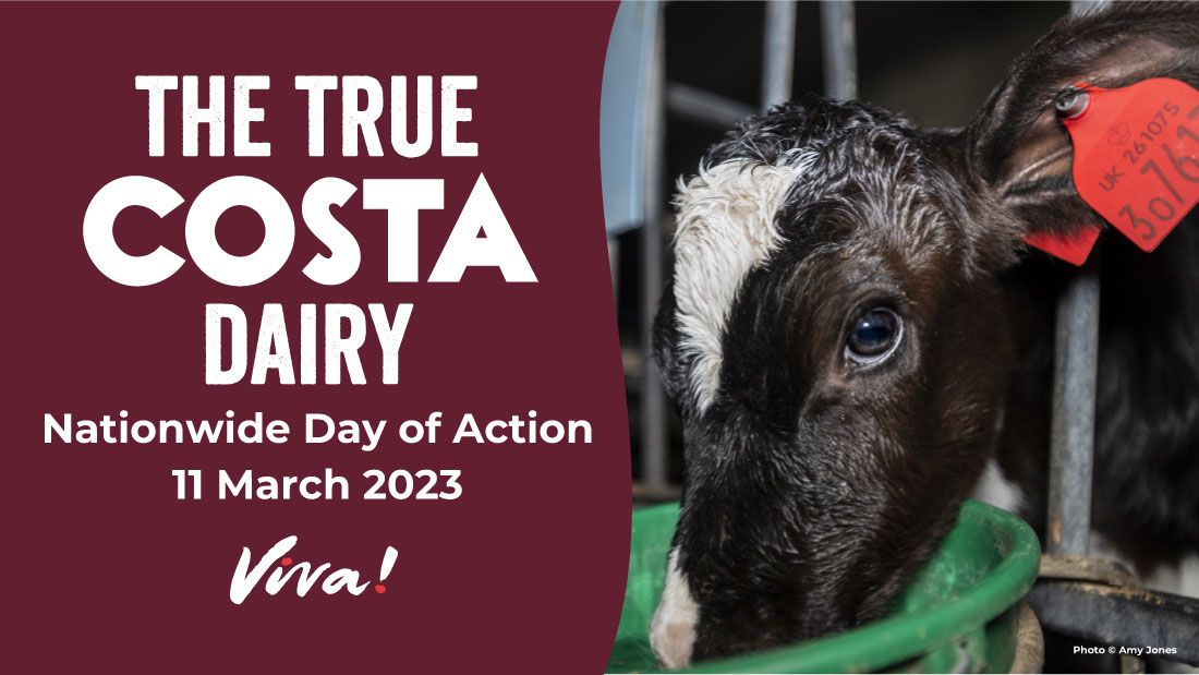 The True Costa Dairy | Viva! The Vegan Charity