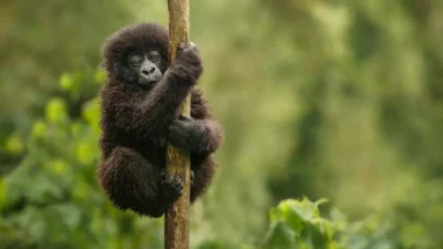 Image of a baby mountain gorilla
