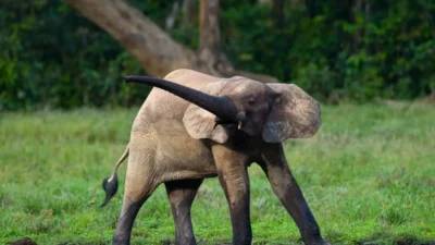 Image of a baby African forest elephant 