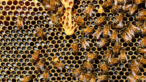 worker bees making honey