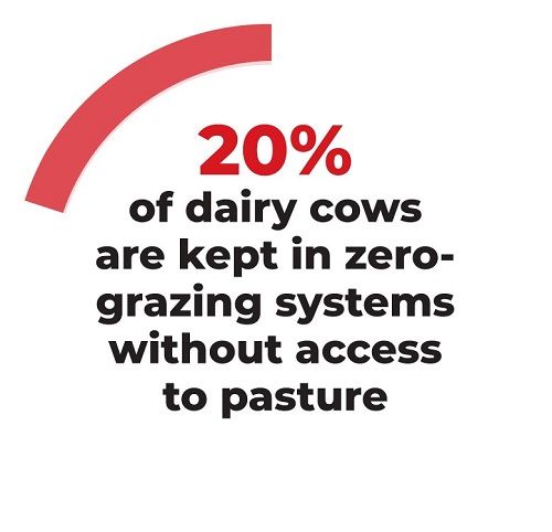 20% of dairy cows are kept in zero-grazing systems without access to pasture