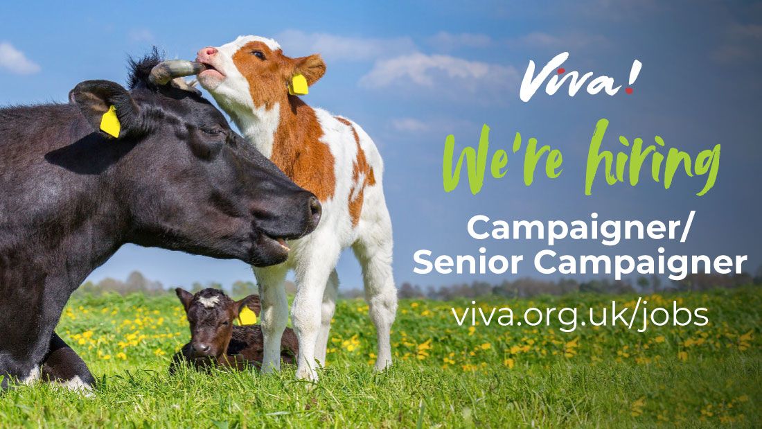 Campaigner job advert picturing mother cow and her two calves