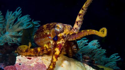 How Octopuses Are Farmed and Killed