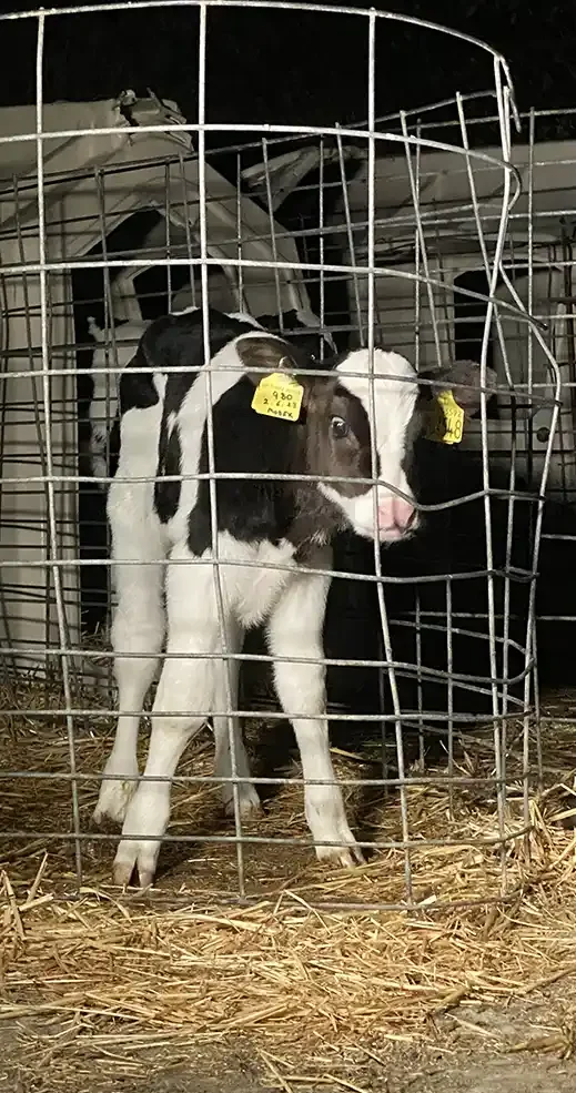 Corporate cruelty appeal calf