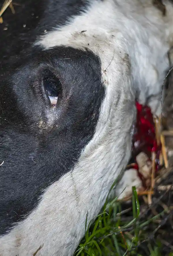 Corporate cruelty appeal cow dead