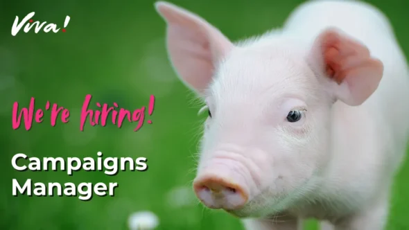 Picture of a baby pig standing on grass. Viva! logo, and text say says We're hiring! Campaigns Manager.