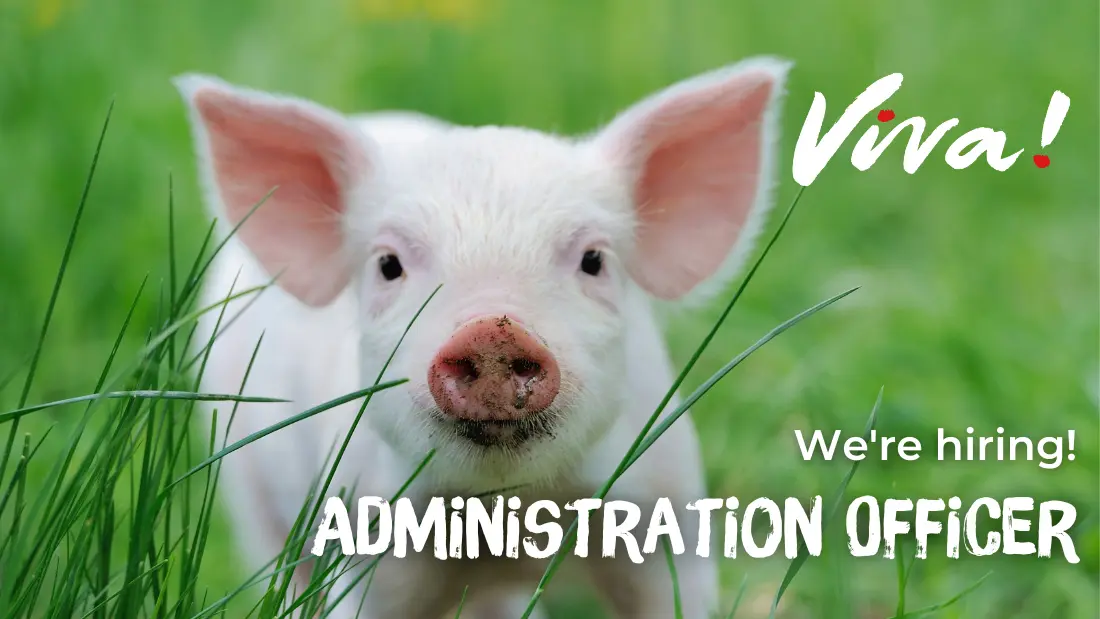 Administration Officer job advert with pig.