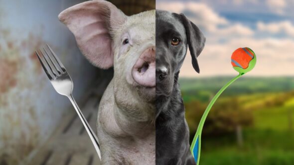 Are you an animal lover?