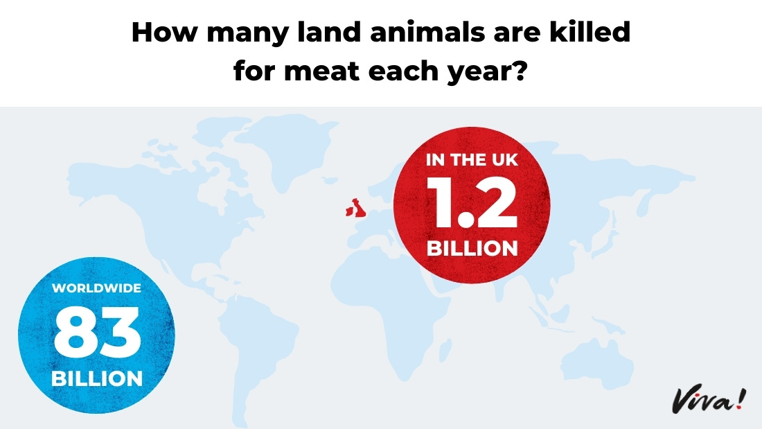 How many animals are killed