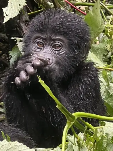 Gorillas on the Brink