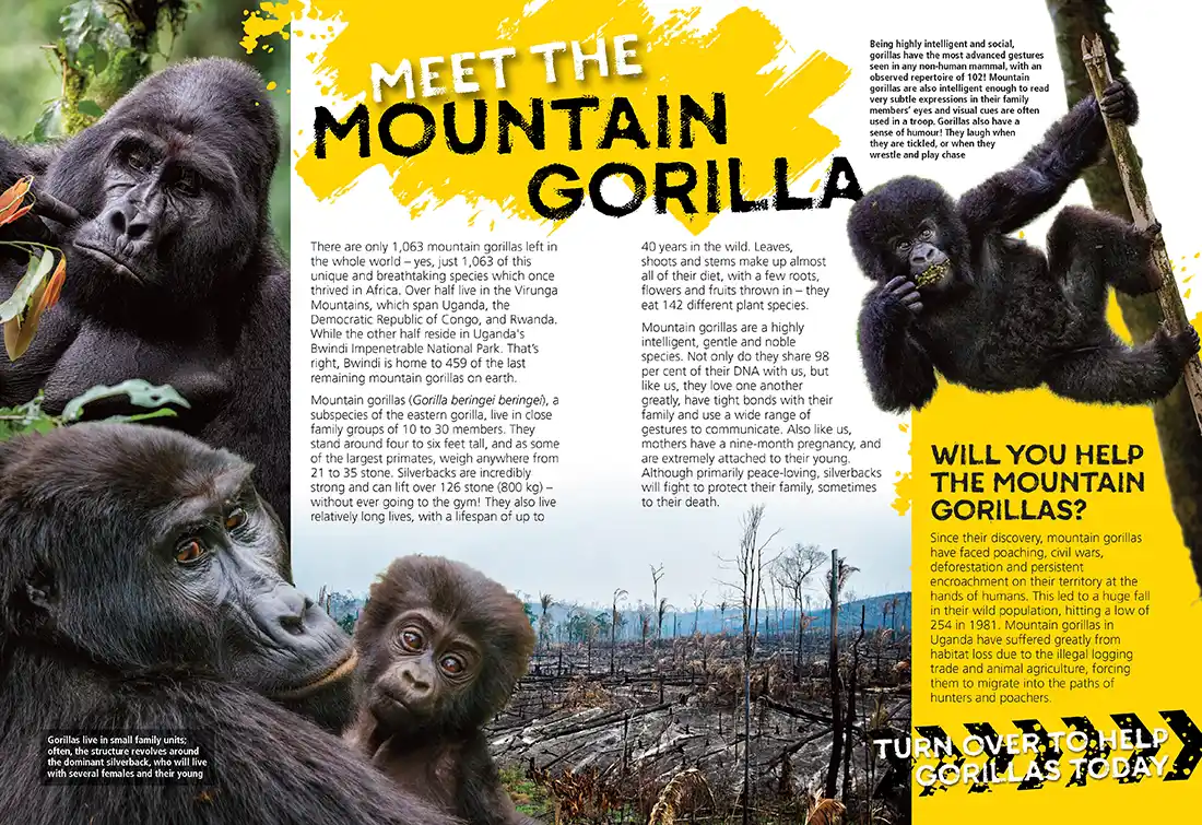 Gorilla leaflet