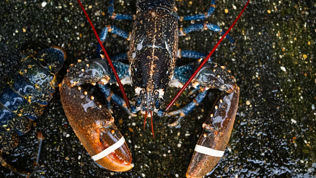 European lobsters