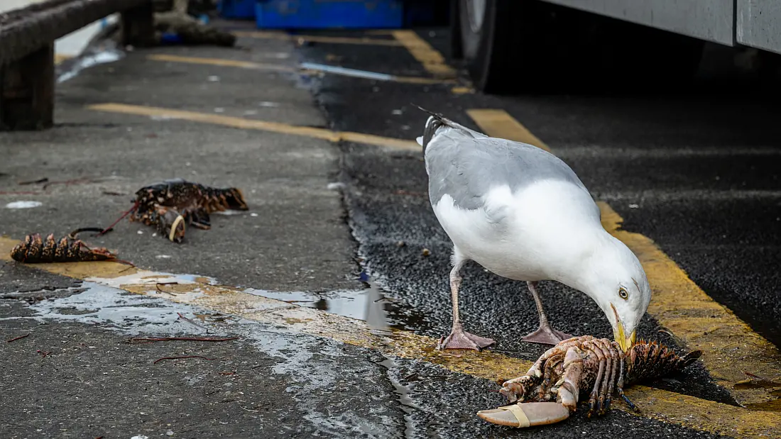 Gull eats a lobster