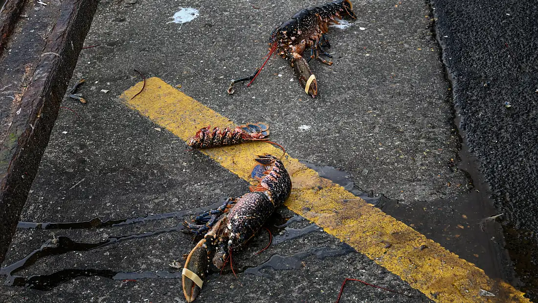 Discarded European lobsters