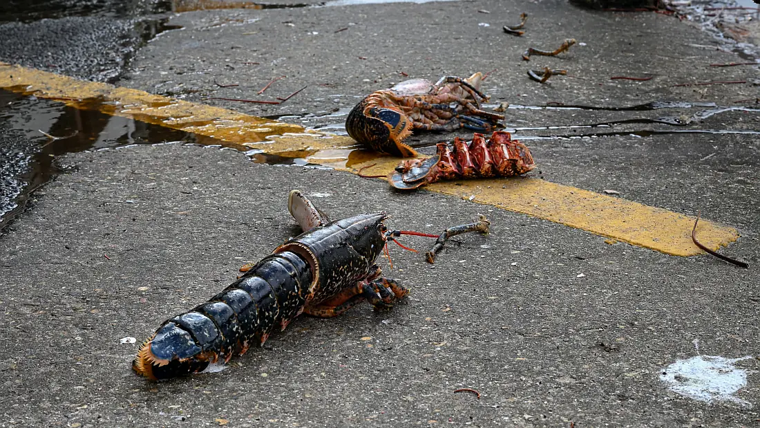 Discarded European lobsters