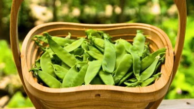 A basket of mangetout