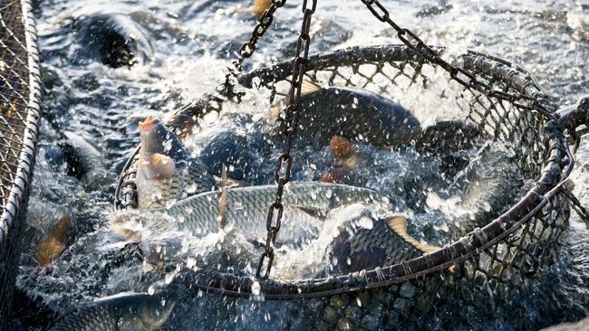 Overfishing