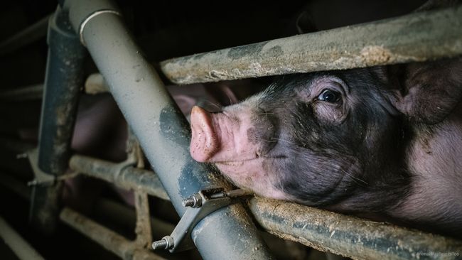 Pig