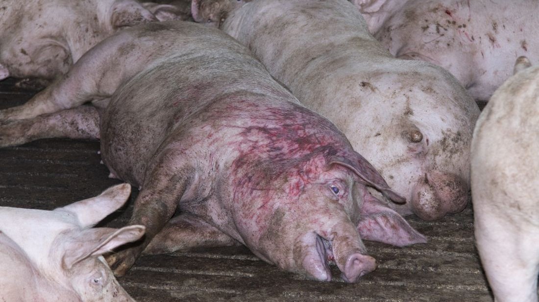A large pink pig covered in bruises and scratches lies on their side on a dirty concrete floor, mouth agape. Around them, more pigs can be seen.