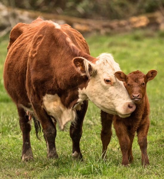 Mother cow and calf