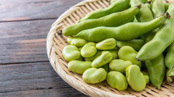 Broad beans