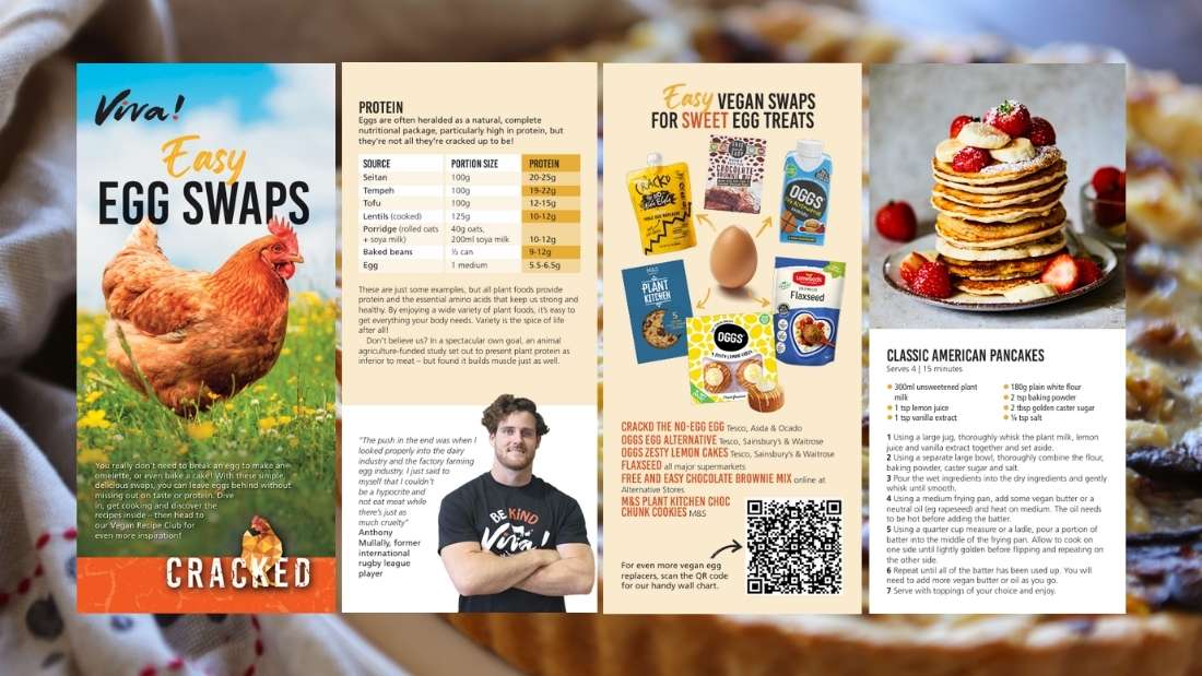 An image of the cover of Viva!'s Egg Swaps leaflet with a snap shot of some of the pages inside, overlayed on an image of a vegan quiche.